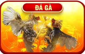 cover đá gà hấp dẫn