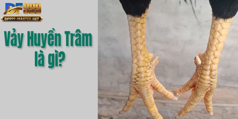 kham-pha-vay-ga-huyen-tram